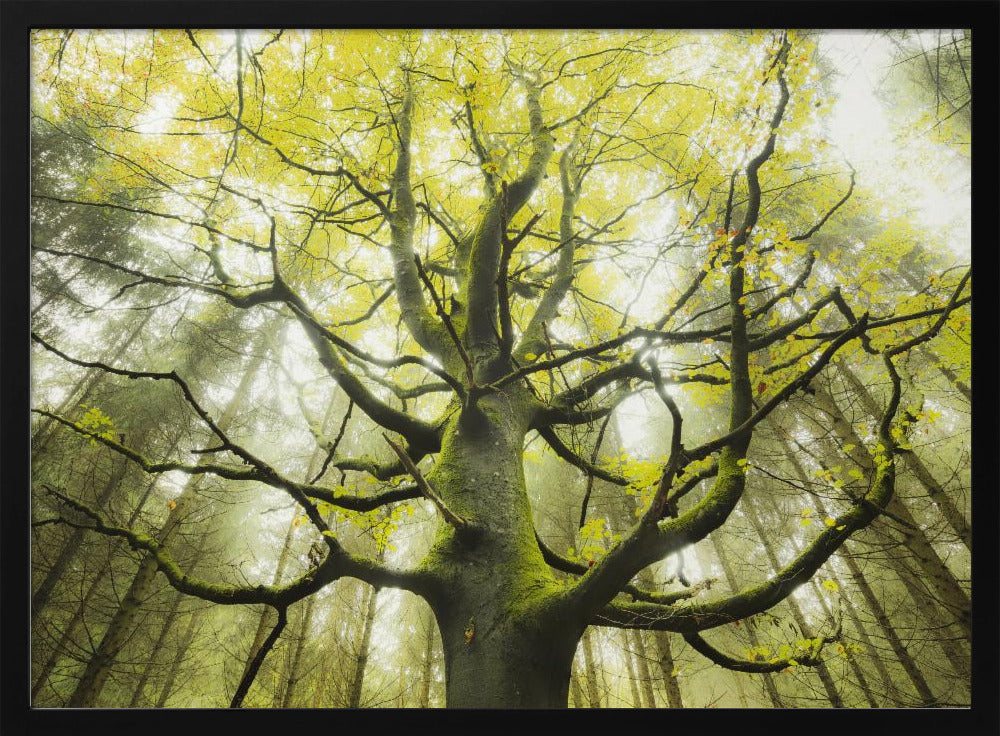 The Dream Tree | Poster