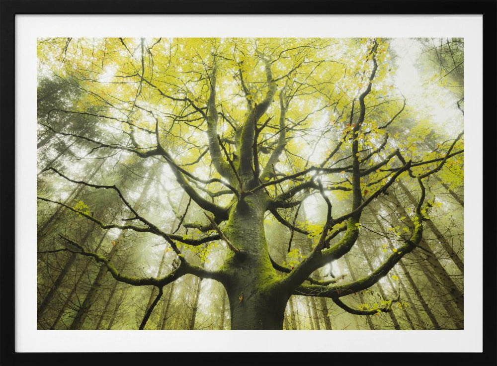 The Dream Tree | Poster