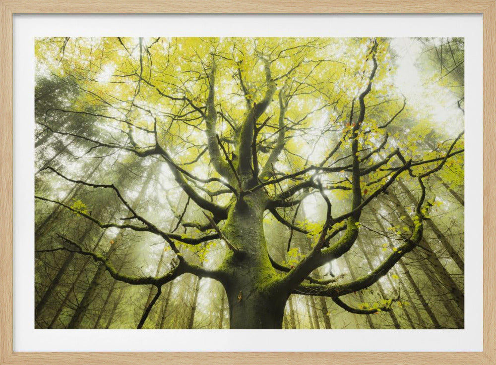 The Dream Tree | Poster