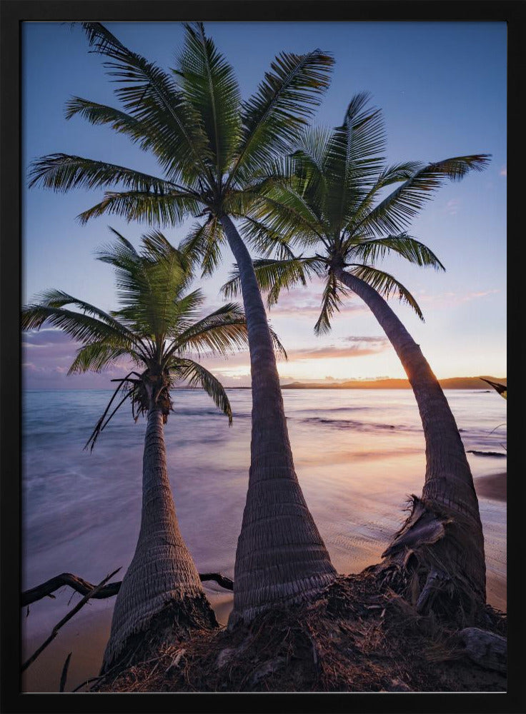 Palmy Twilight | Poster