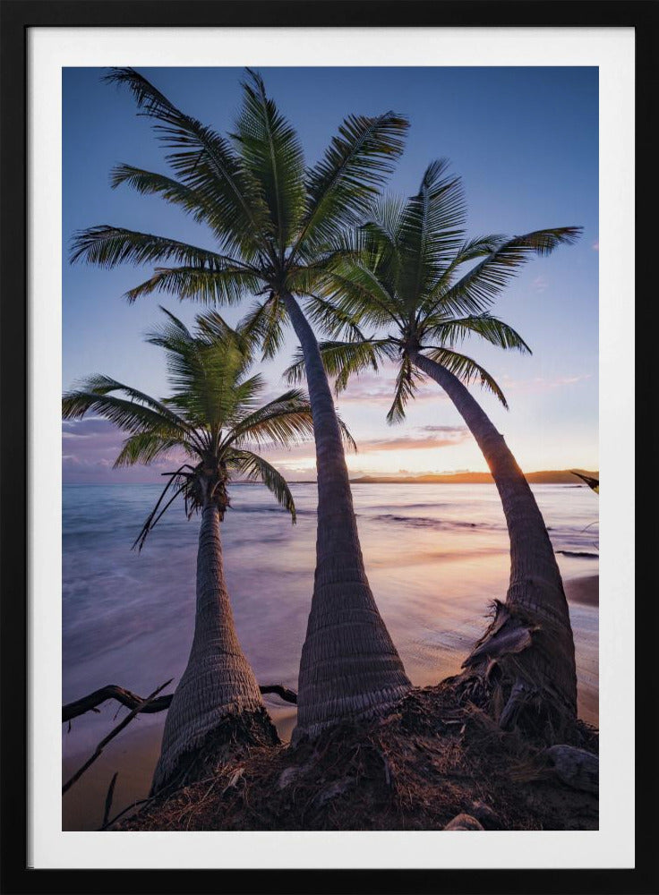 Palmy Twilight | Poster