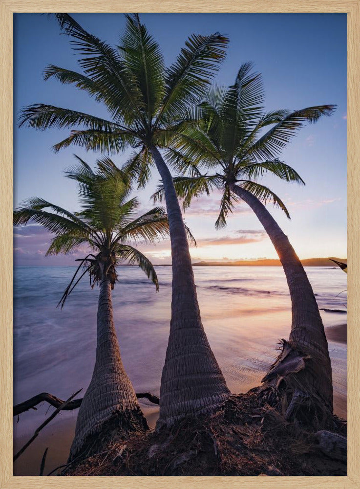 Palmy Twilight | Poster