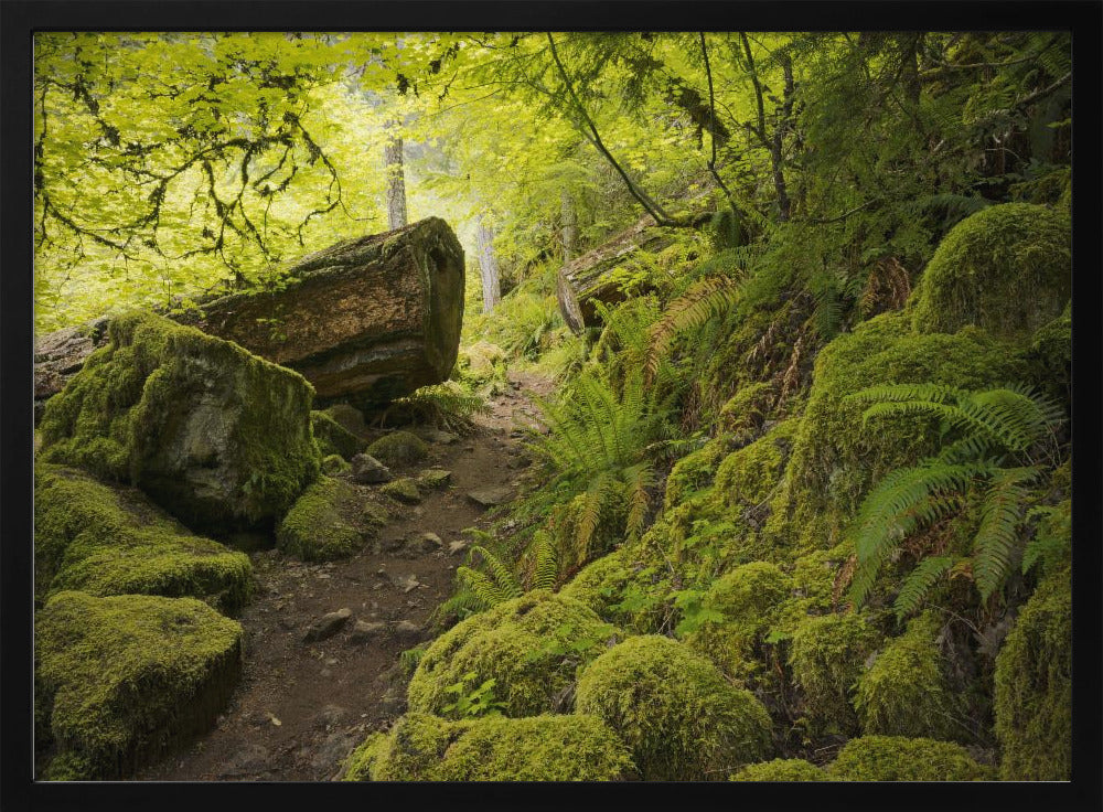 Mossy Path | Poster