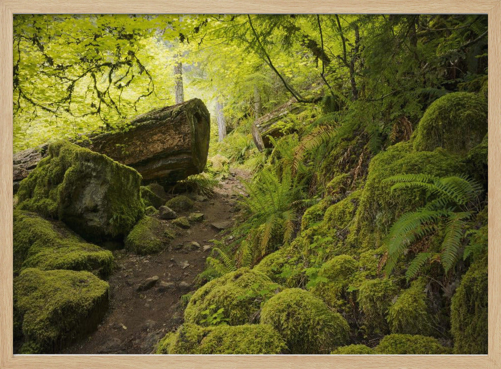 Mossy Path | Poster