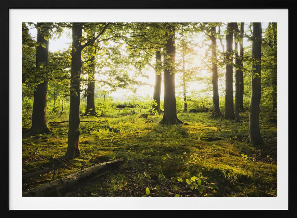 Summer in the Woods | Poster