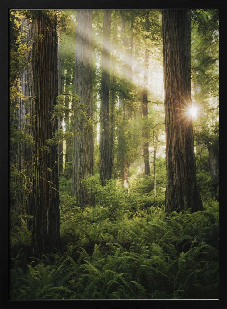 Fairy Forest | Poster