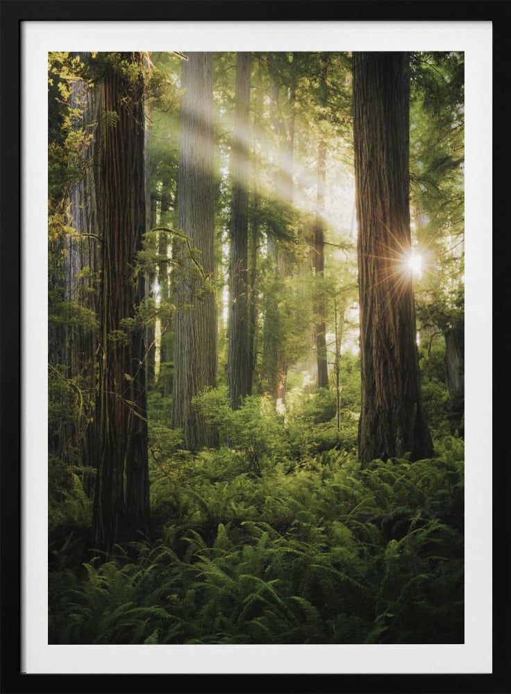 Fairy Forest | Poster
