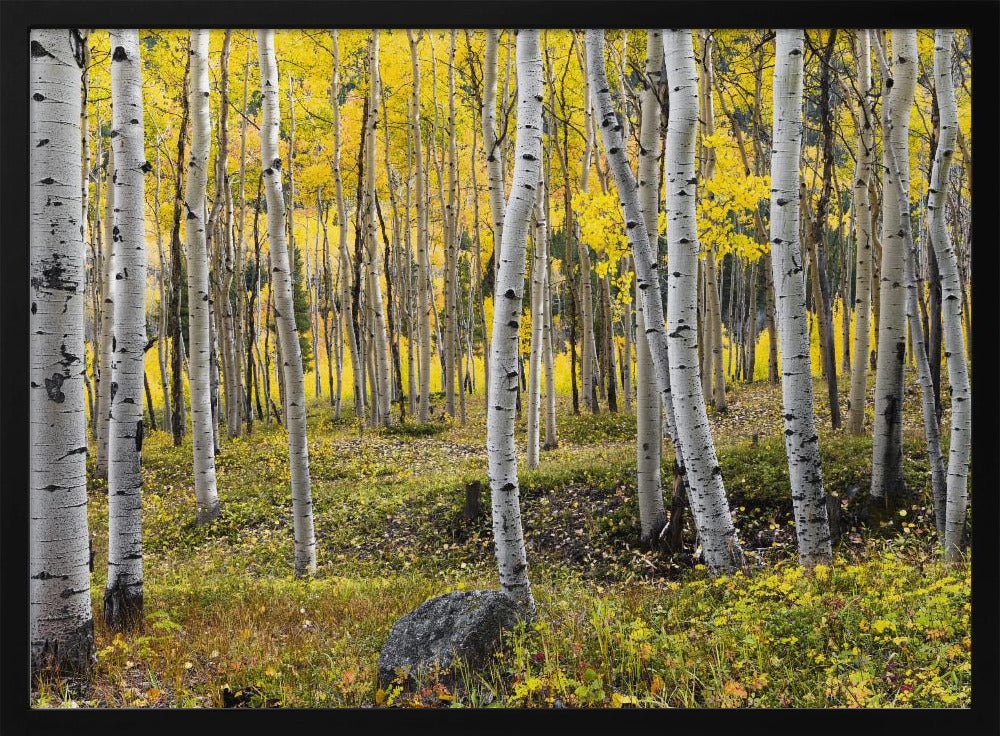 Autumn Birchs | Poster