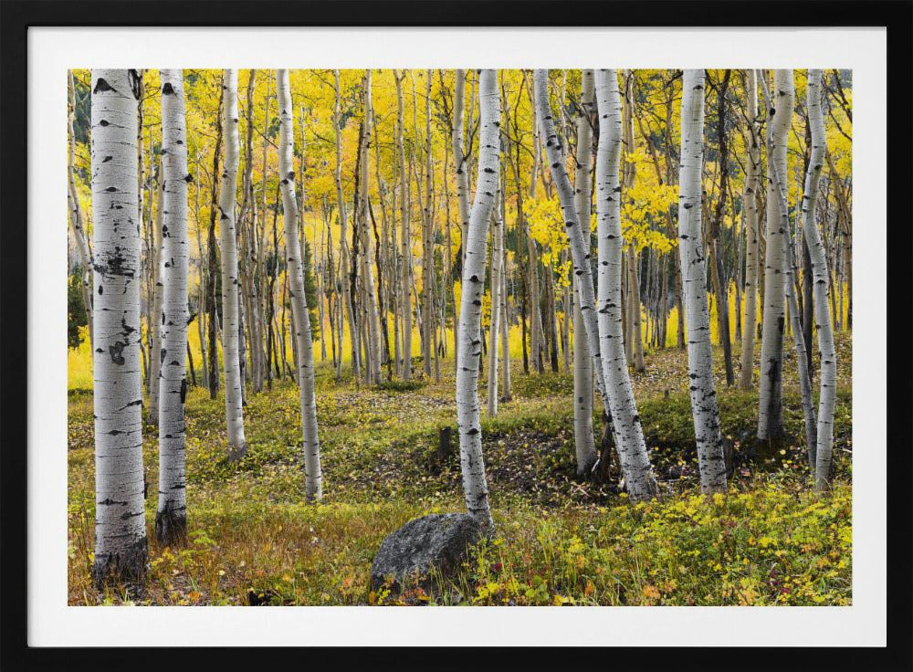 Autumn Birchs | Poster