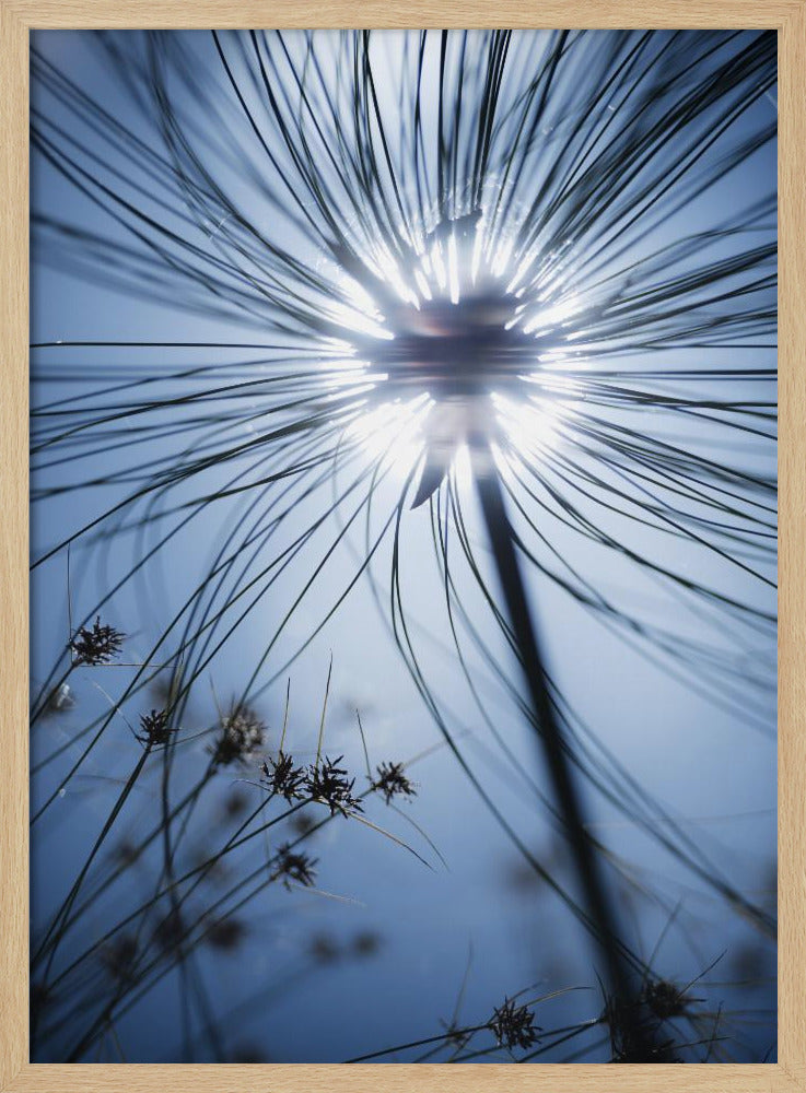 Botanic Blue | Poster