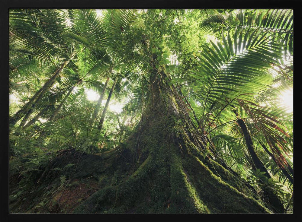 Walking in the Jungle | Poster