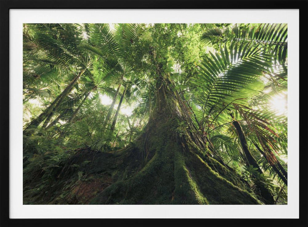 Walking in the Jungle | Poster