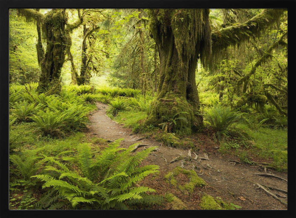 Hoh Rainforest | Poster