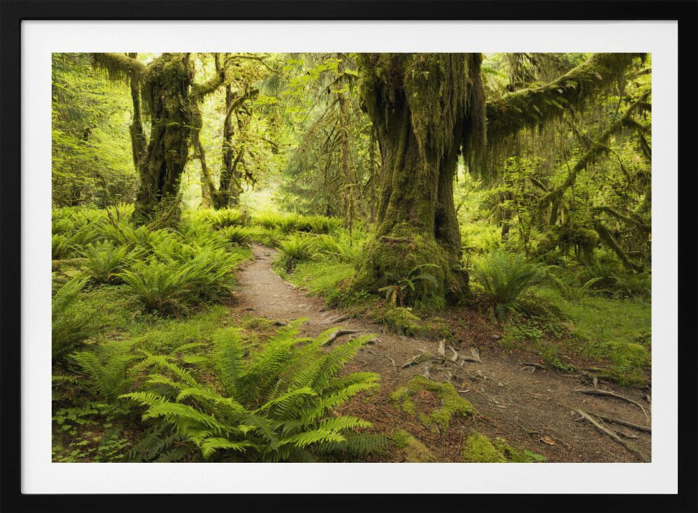 Hoh Rainforest | Poster