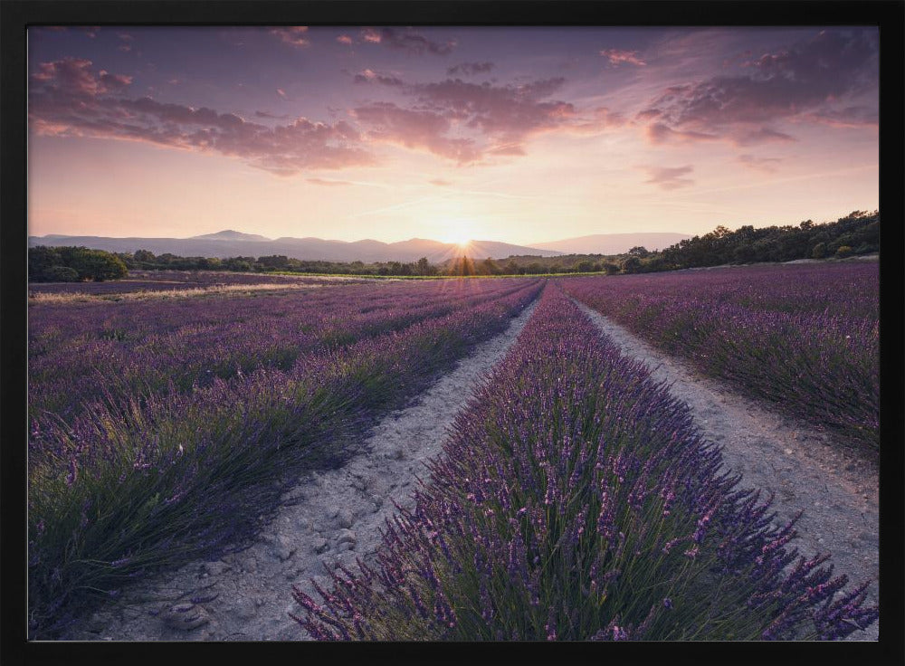 Purple Provence | Poster