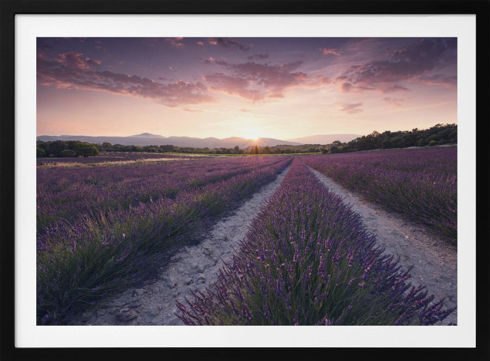 Purple Provence | Poster