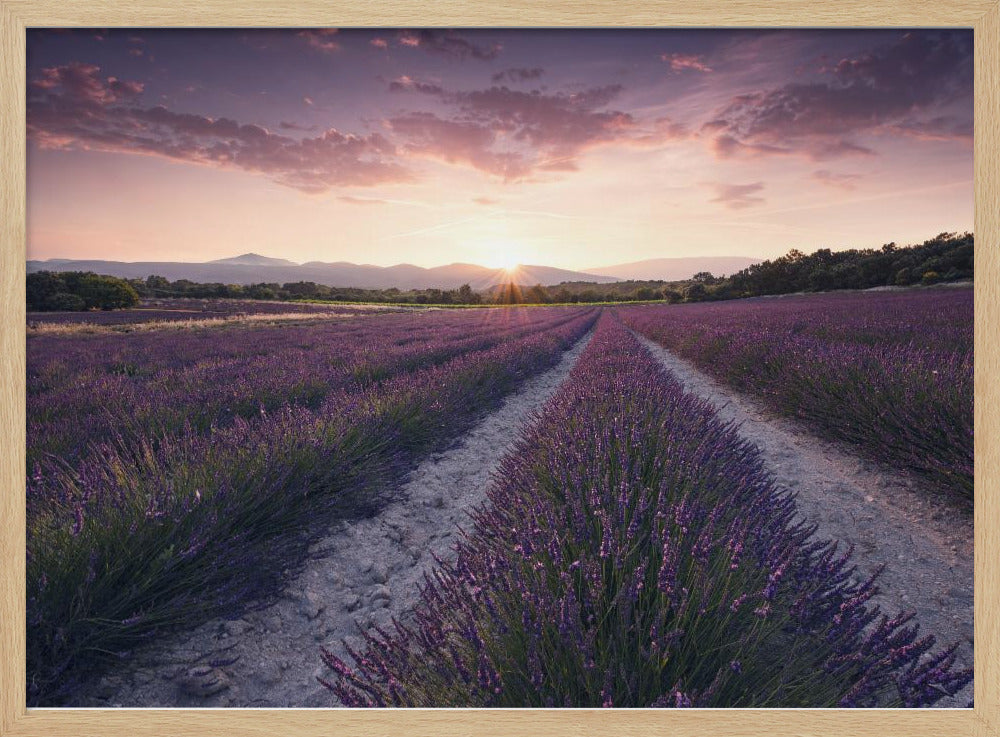 Purple Provence | Poster