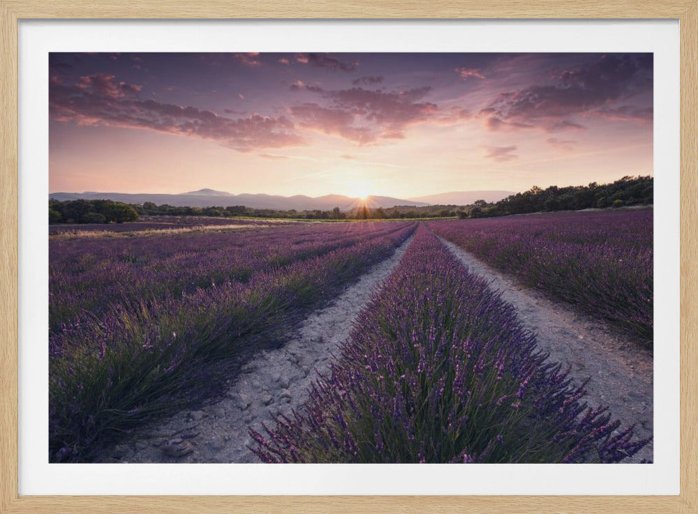 Purple Provence | Poster