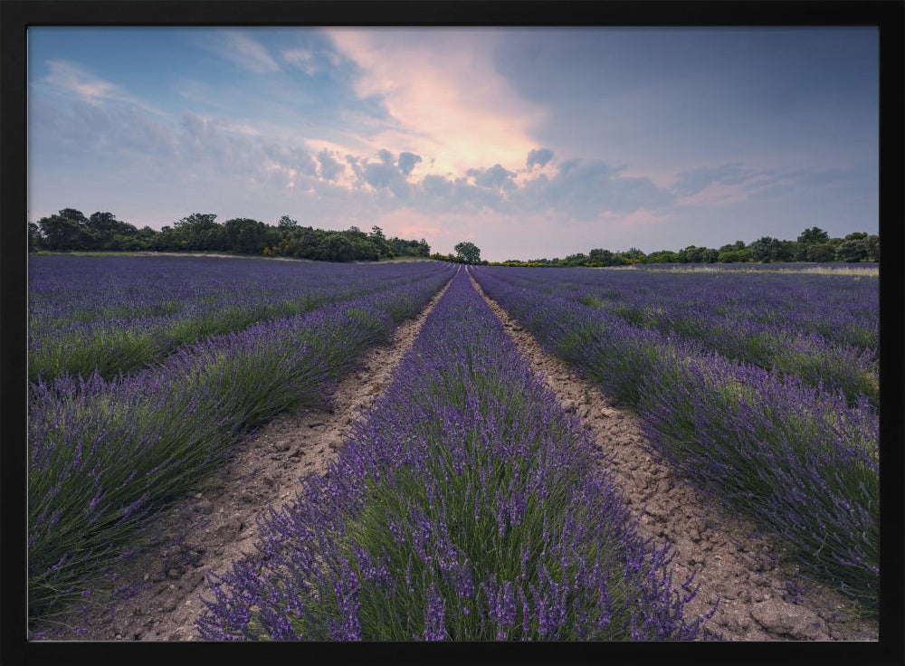 Blue Lavender | Poster