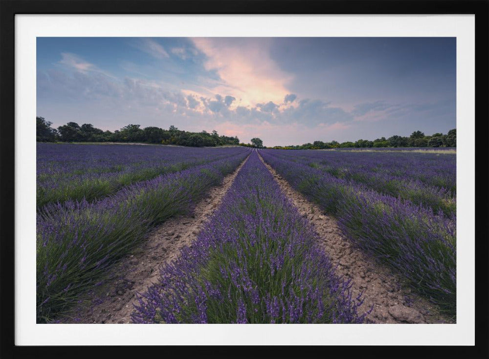 Blue Lavender | Poster