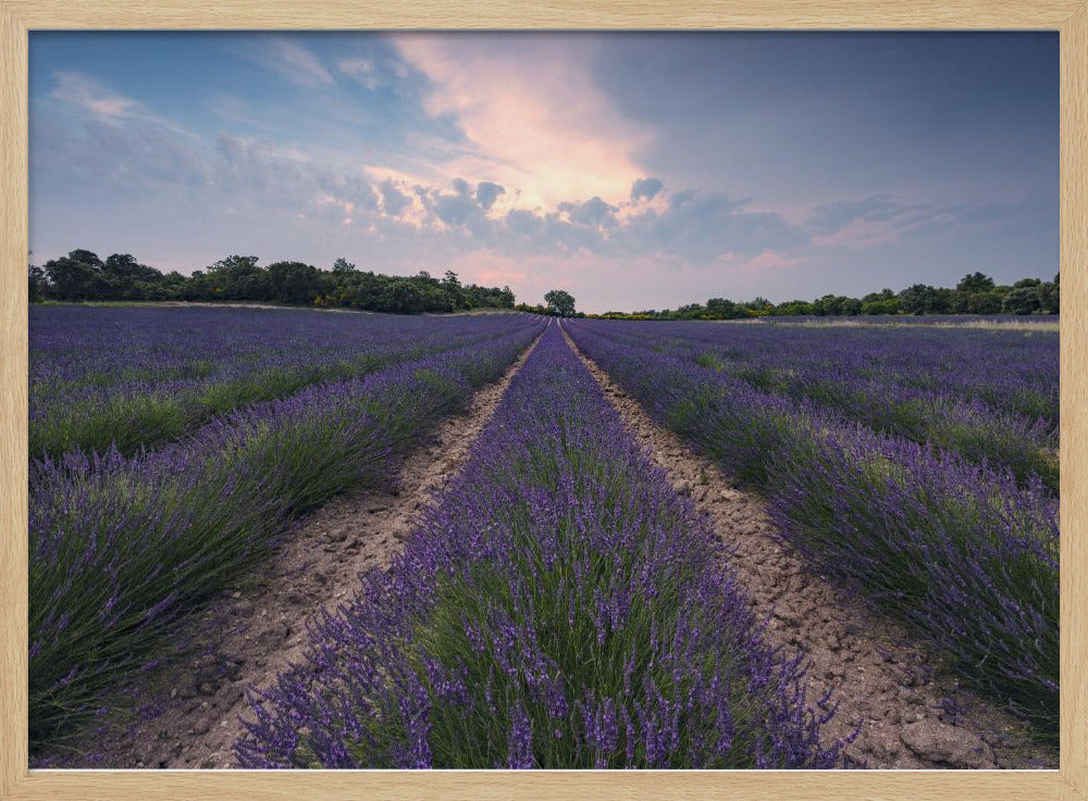 Blue Lavender | Poster