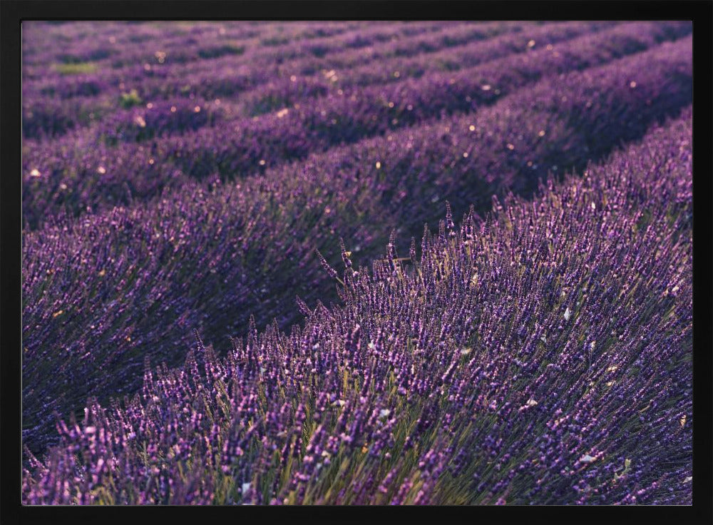Provence Lavender | Poster