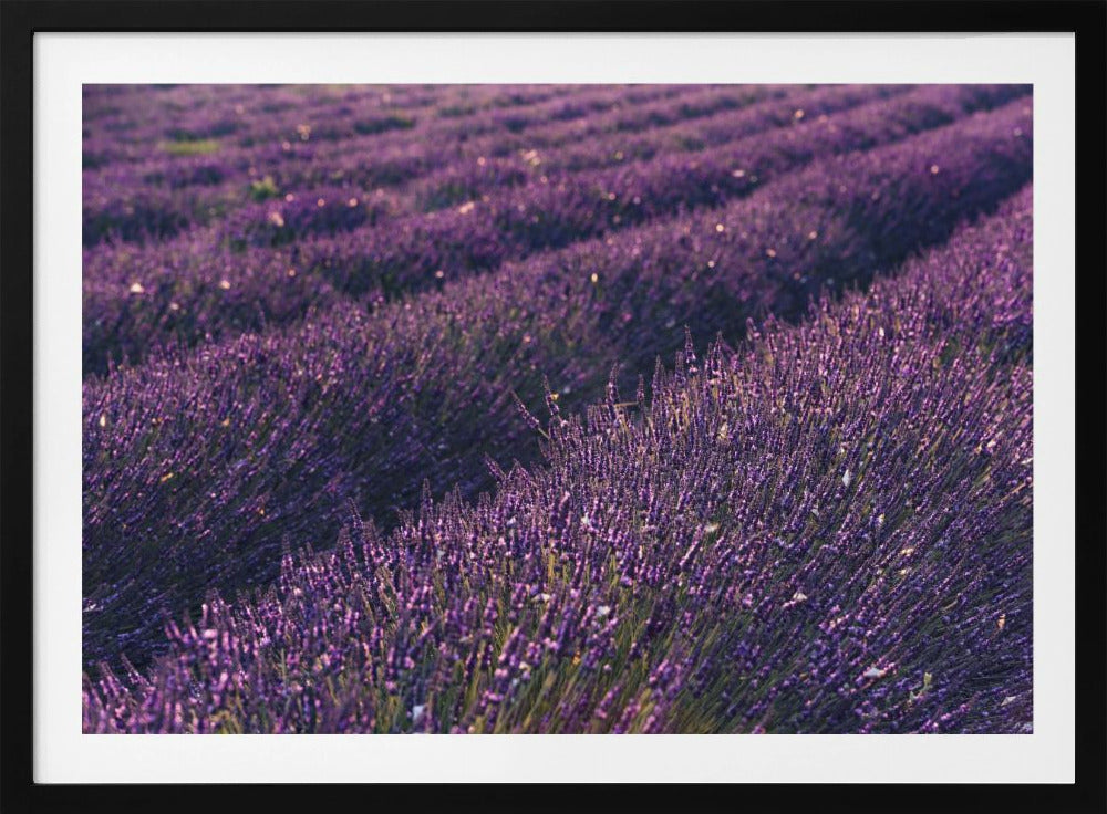 Provence Lavender | Poster