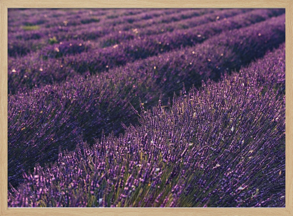 Provence Lavender | Poster