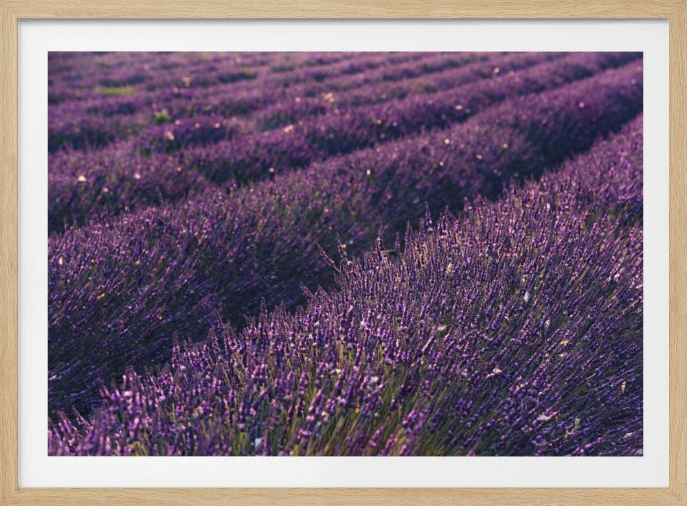 Provence Lavender | Poster
