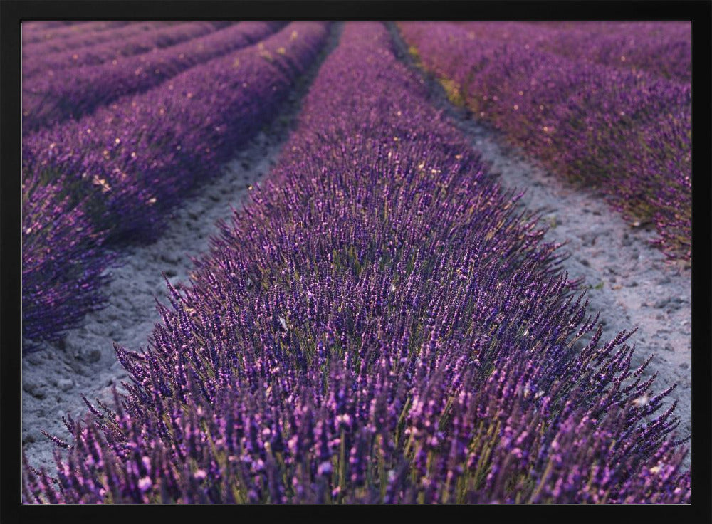 Lavender Detail | Poster