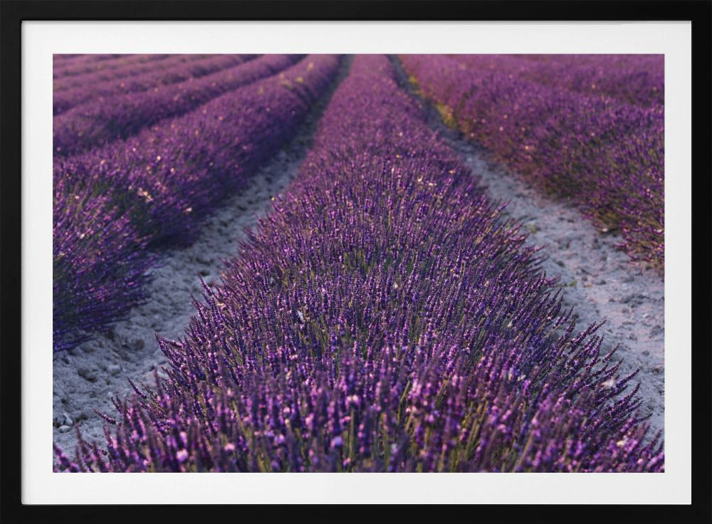 Lavender Detail | Poster