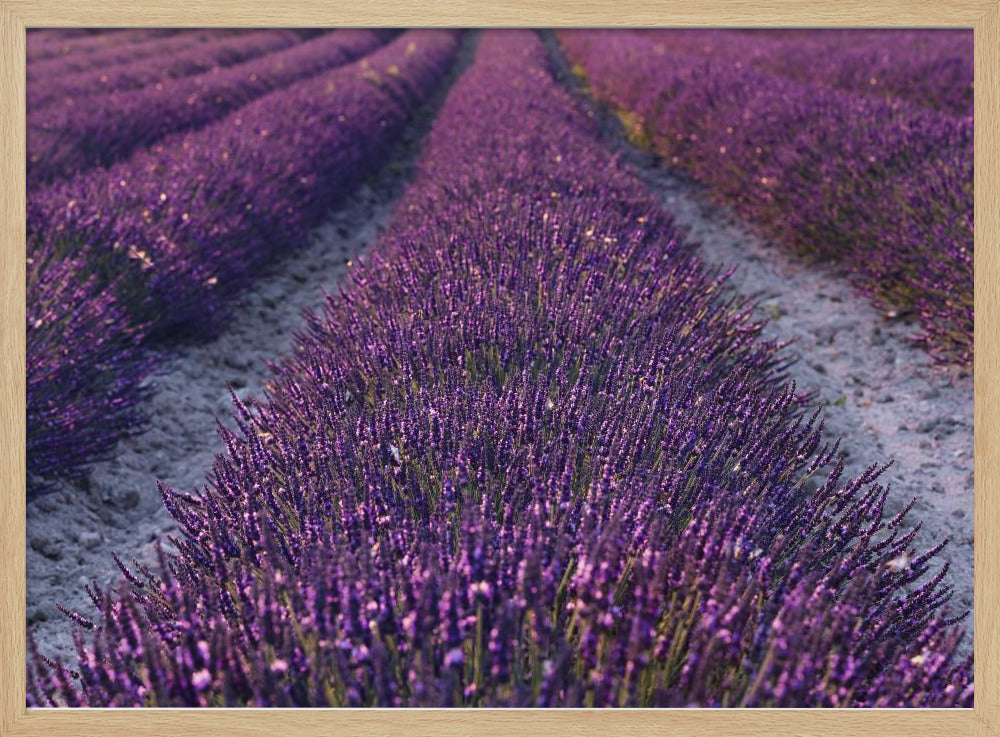 Lavender Detail | Poster
