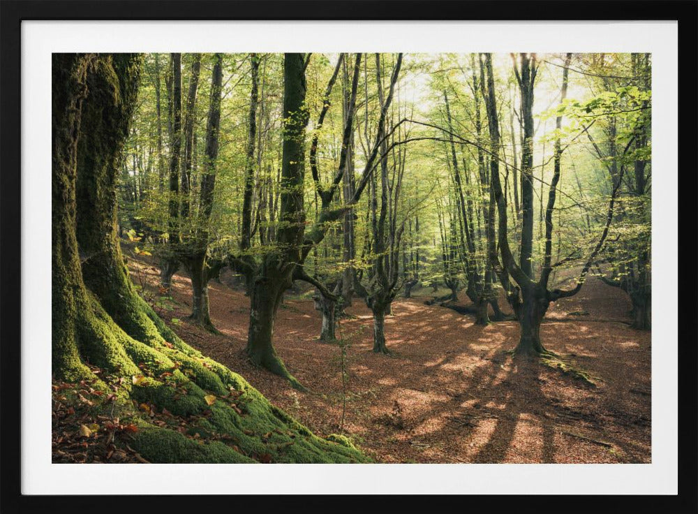 Forest Love | Poster