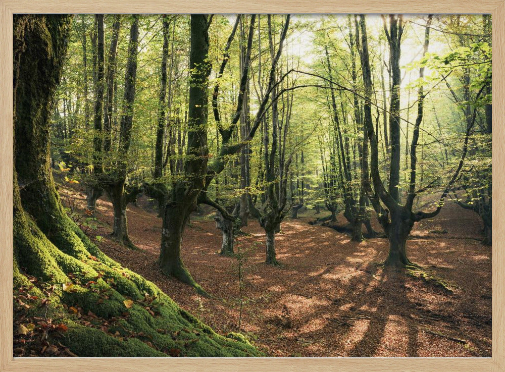 Forest Love | Poster