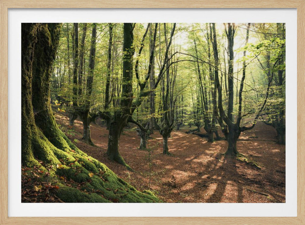 Forest Love | Poster