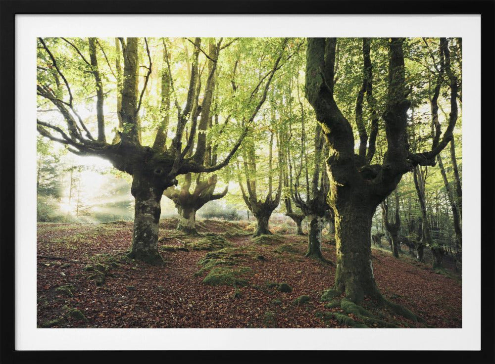 Magic Grove | Poster