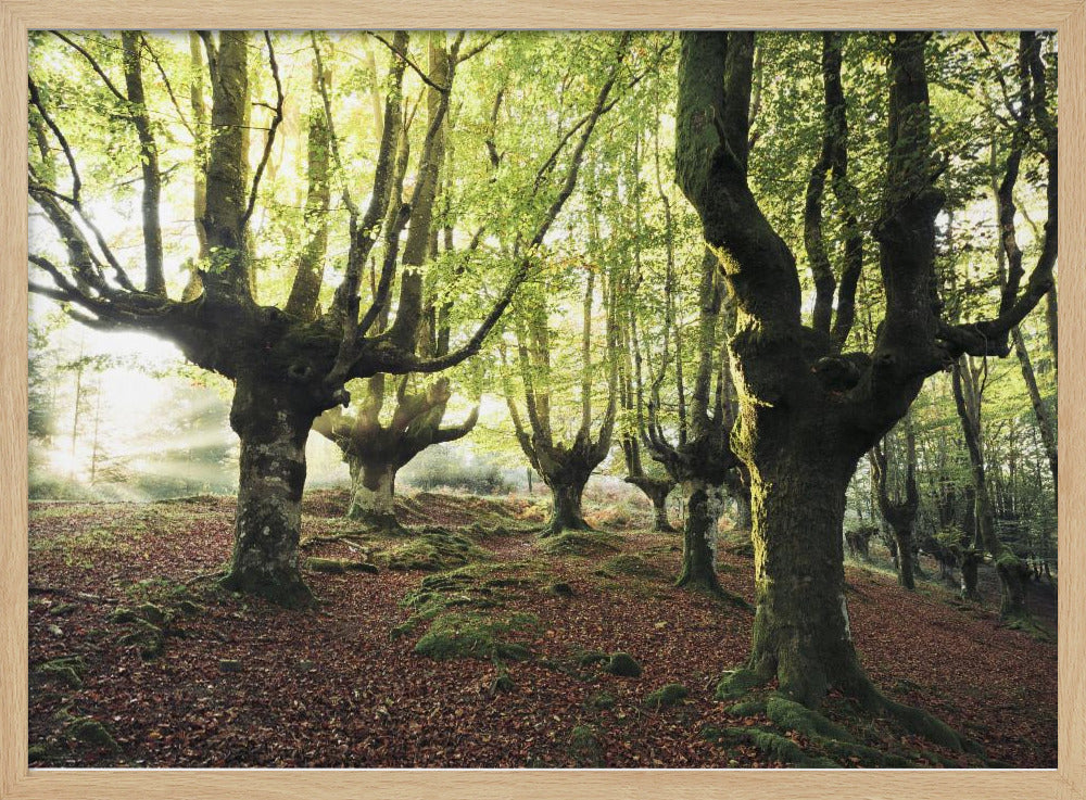 Magic Grove | Poster