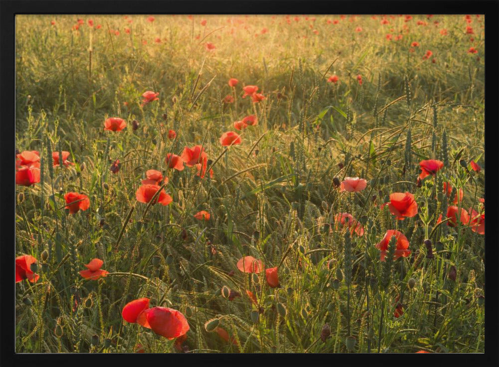 Poppy World II | Poster