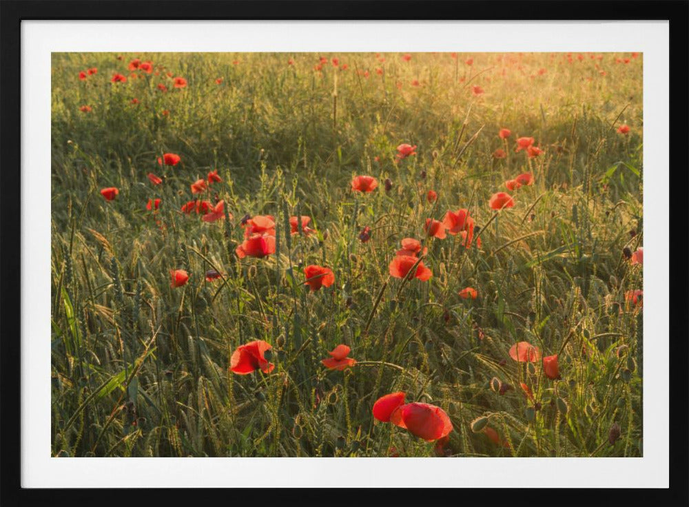 Poppy World II | Poster