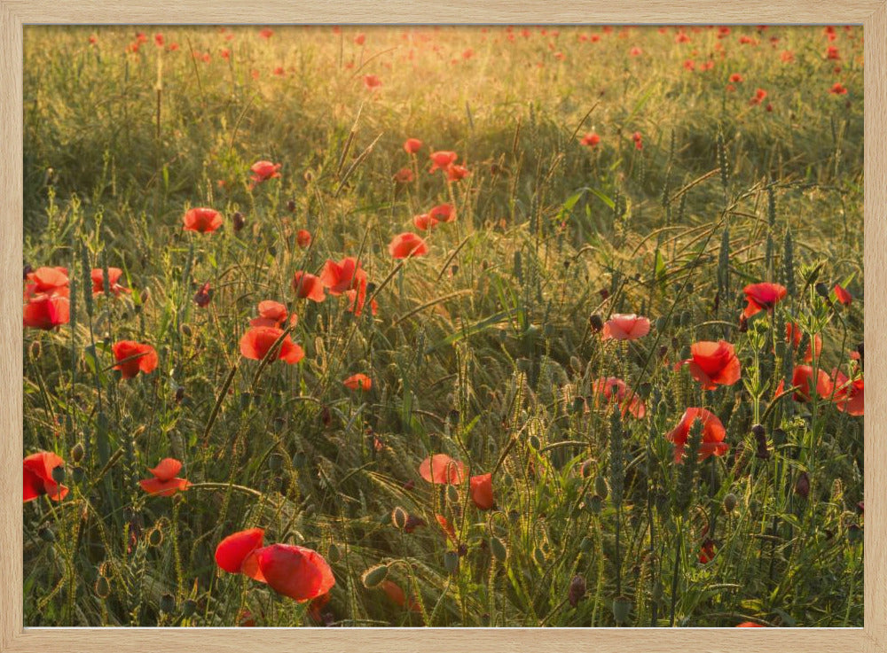 Poppy World II | Poster