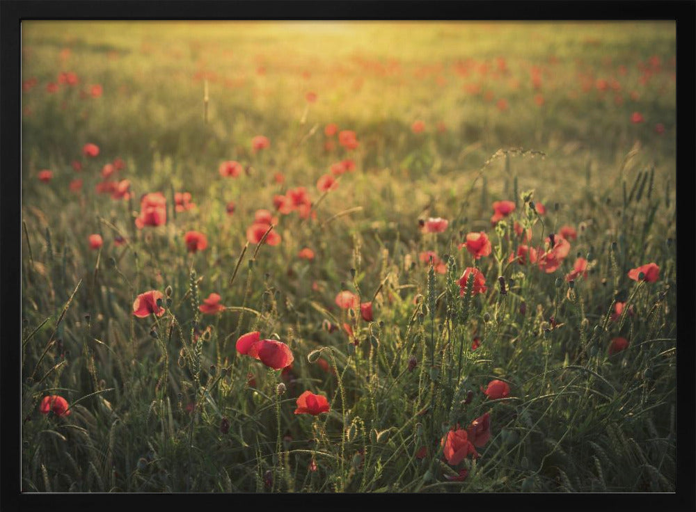 Poppy World III | Poster