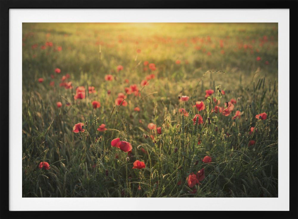 Poppy World III | Poster