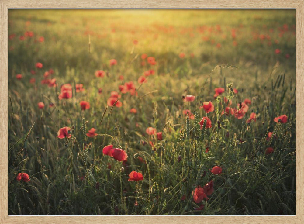 Poppy World III | Poster