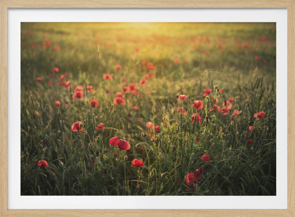 Poppy World III | Poster