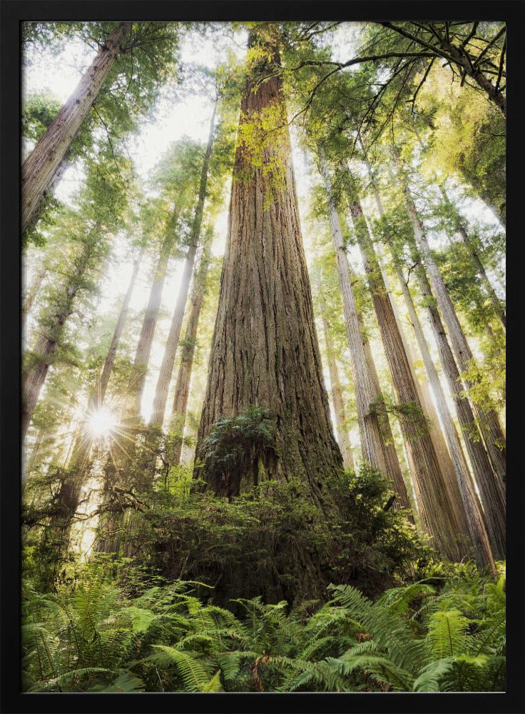 Beautiful Forest | Poster