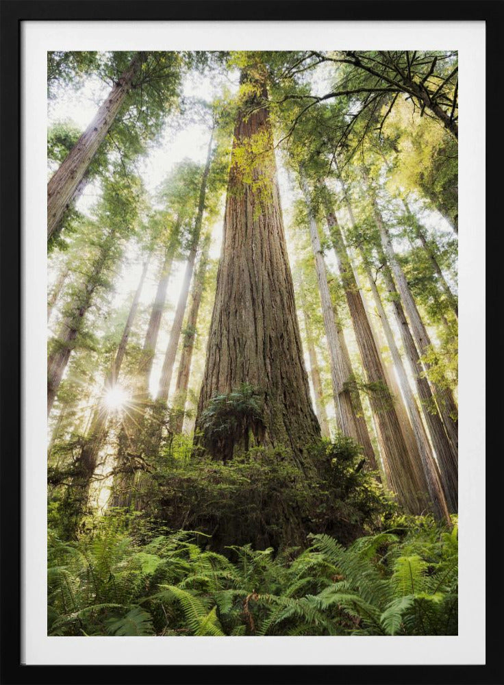 Beautiful Forest | Poster