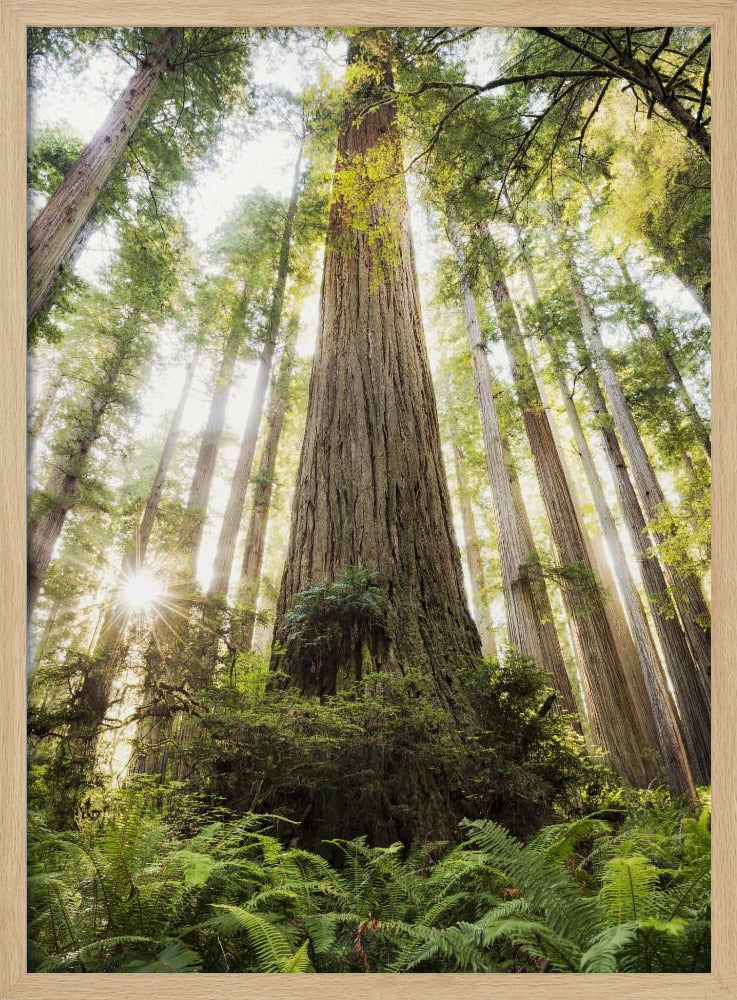 Beautiful Forest | Poster