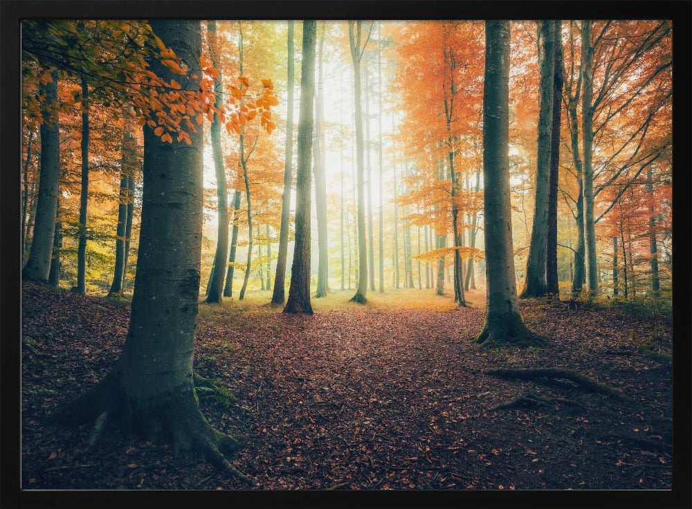 Autumn in the Woods | Poster