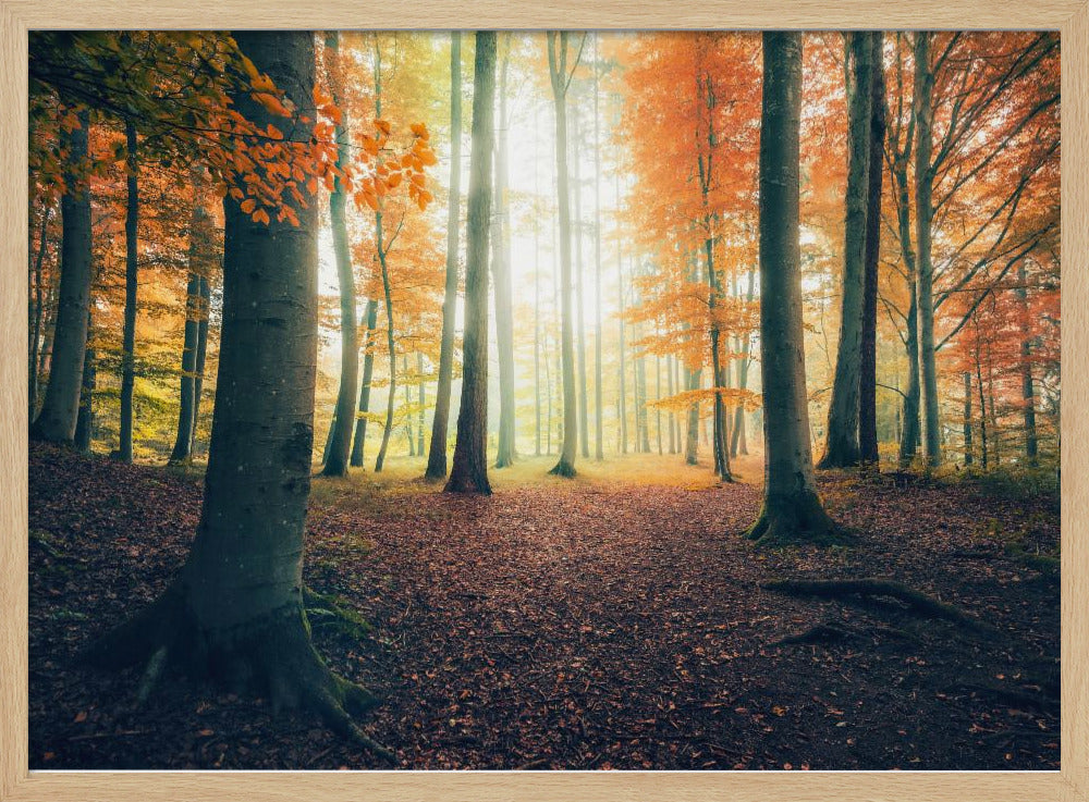 Autumn in the Woods | Poster