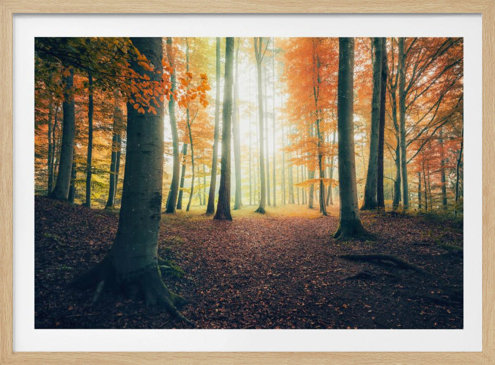 Autumn in the Woods | Poster